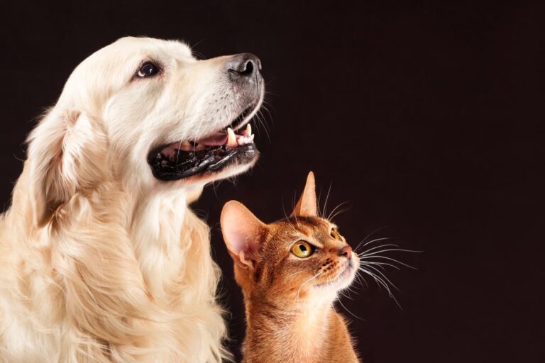 7 secretos del idioma de sus mascotas