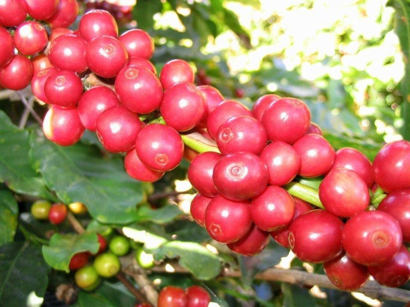 Café de Colombia