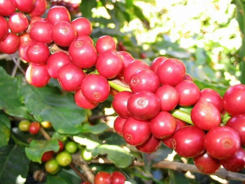 Café de Colombia