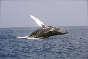 avistamiento de ballenas en Colombia