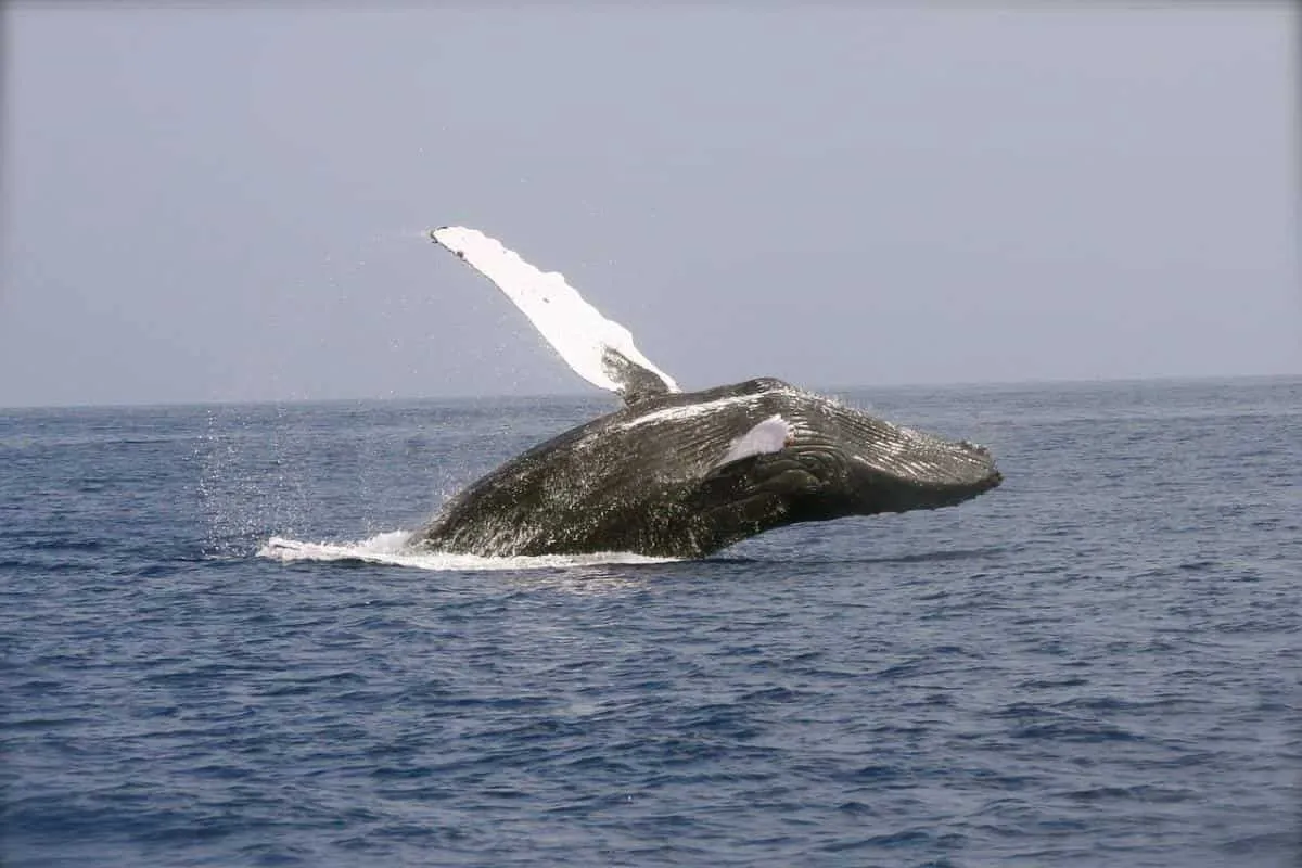 avistamiento de ballenas en Colombia avistamiento de ballenas en Colombia