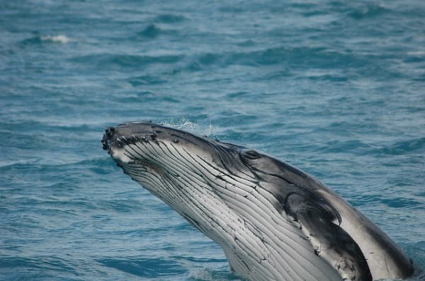 ballenas jorobadas Colombia