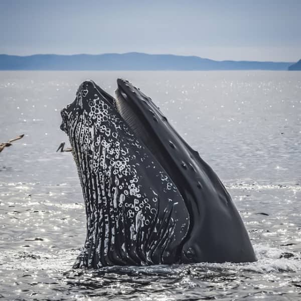 ver ballenas en Colombia