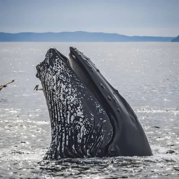 ver ballenas en Colombia ver ballenas en Colombia