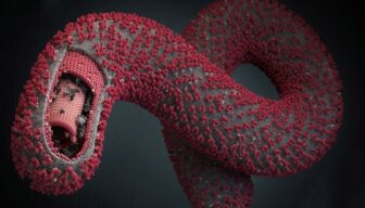 Virus Ébola, verdades y mentiras