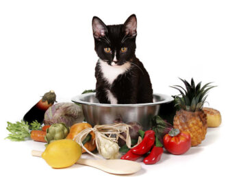 que alimentos no se deben dar a los gatos