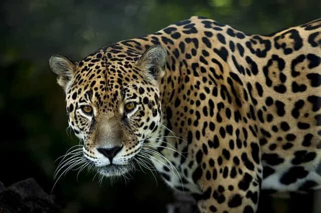 animales del zoologico cali animales del zoológico Cali