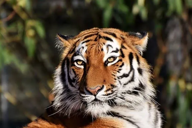 tigre zoologico Tigre zoológico