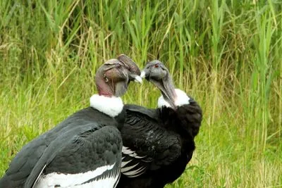Condor Hembra y Macho Cóndor Andino Hembra y Macho