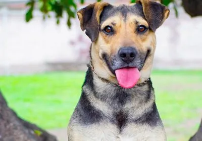 Perro criollo o mestizo Perro criollo o mestizo
