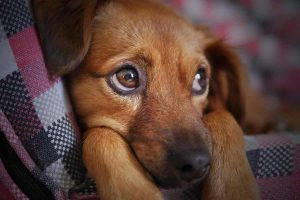 cómo escoger el perro ideal para niños cómo escoger el perro ideal para niños