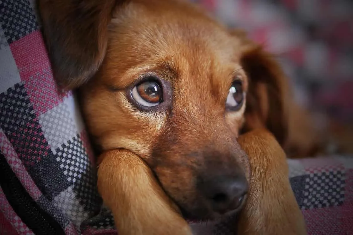 perro ideal para ninos cómo escoger el perro ideal para niños