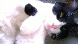 Día del gato en Colombia