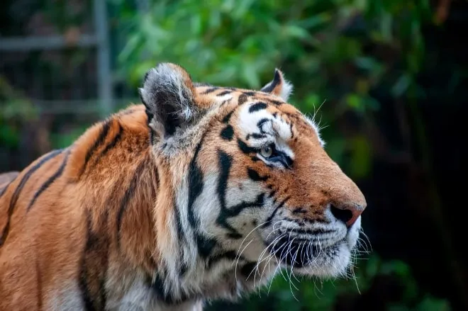tigre