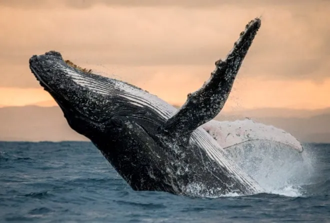 semana santa pacifico colombiano imagen de ballena jorobada en Colombia