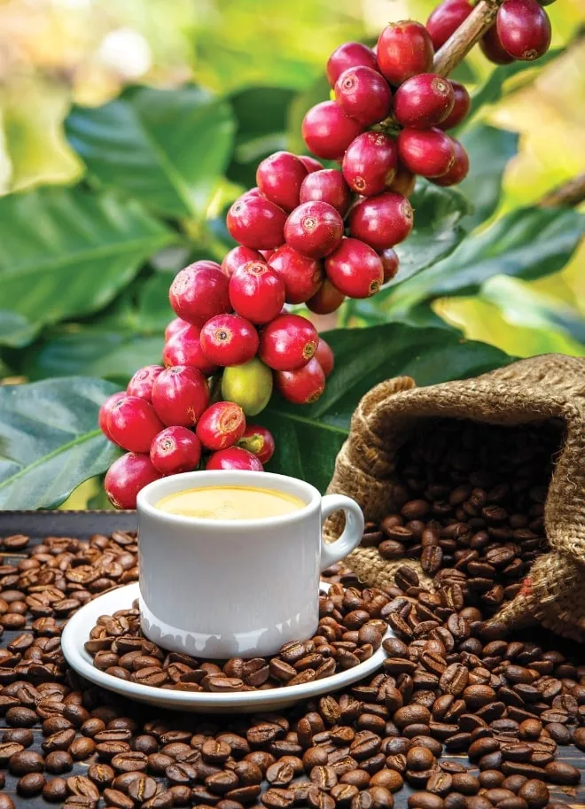 cafe colombiano 1 En esta foto te mostramos el café maduro en la planta, el café tostado y una deliciosa taza de café caliente, expidiendo su inigualable aroma y listo para consumir
