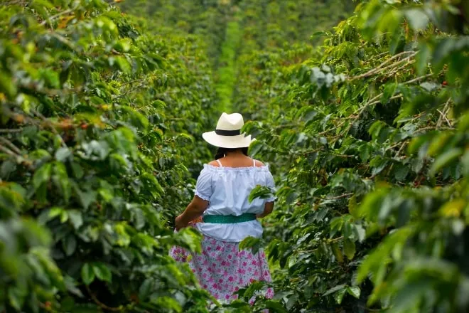 cultivo real de cafe En la imagen vemos como luce un cultivo real de café colombiano y una recolectora