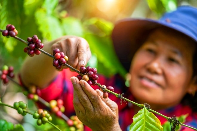 Mujer recolectando café de Colombia