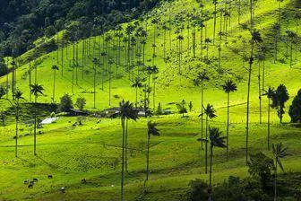 Valle de Cocora Colombia
