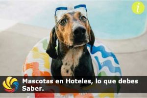 mascotas en hoteles de lujo