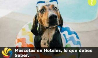 Mascotas en Hoteles, reglamentos vigentes