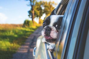 Consejos para Viajar Con Mascotas