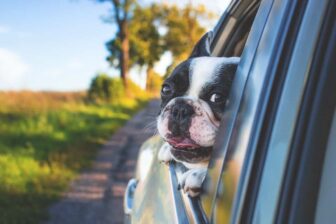 Consejos para Viajar Con Mascotas