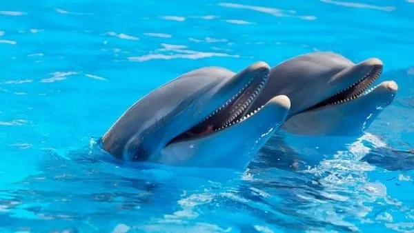 Delfines en Cancun Delfines en Cancun