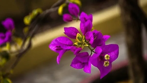 bougainvillea violeta como podar la bougainvillea violeta