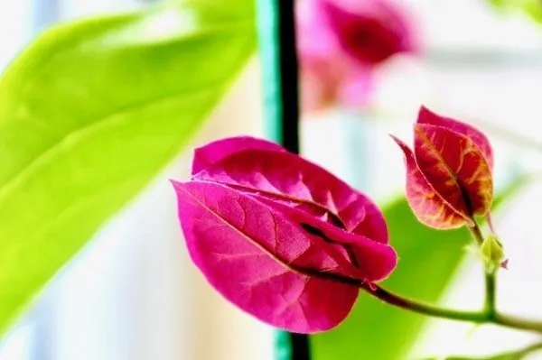 macetas para bougainvillea macetas para bougainvillea
