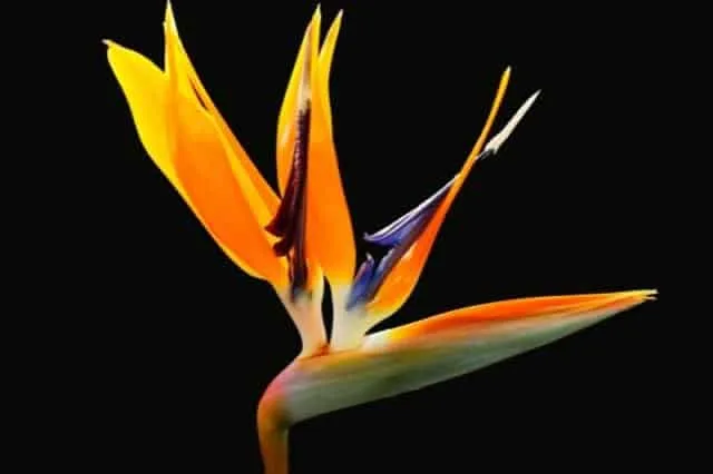 Ave del paraiso Ave del paraíso o Strelitzia reginae