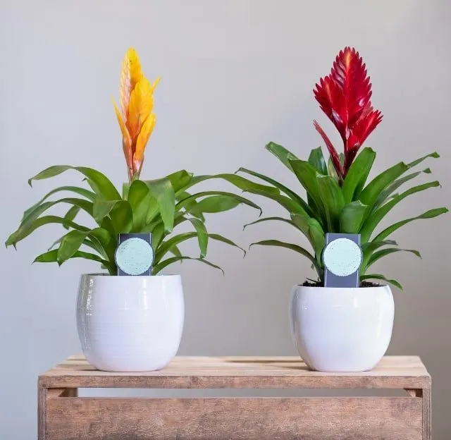 bromelia planta de interior bromelia planta de interior