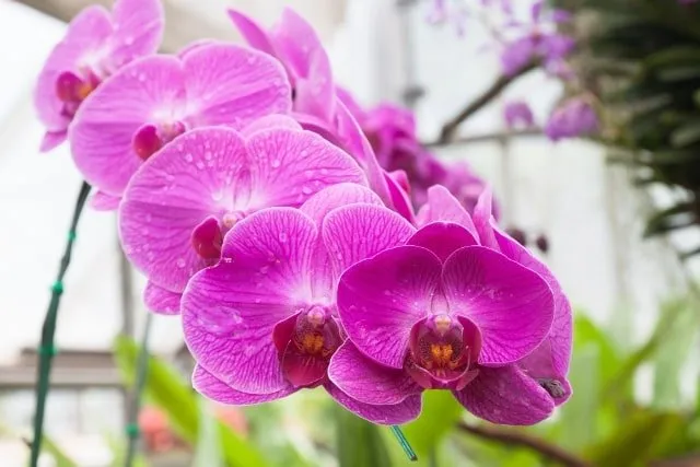 la orquidea planta de interior con flor la orquídea planta de interior con flor