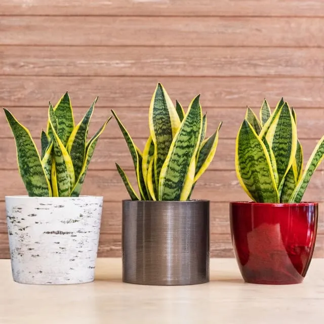 sansevieria planta de interior La sansevieria es una planta de interior