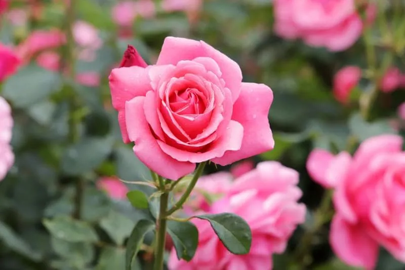 Proveedor Vivero el Rosal Proveedor Vivero el Rosal