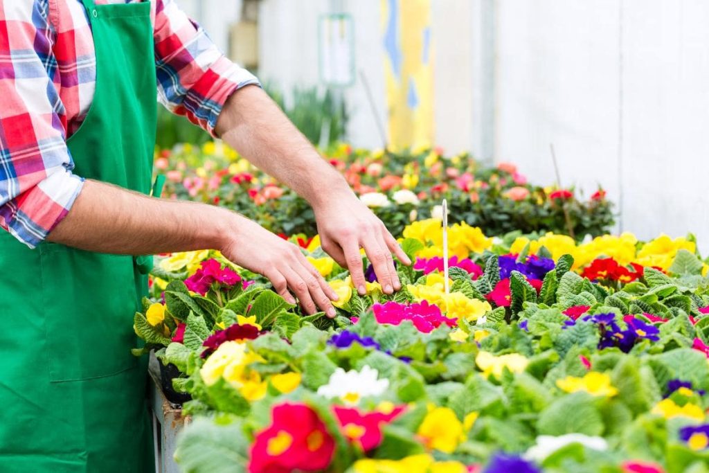 Viveros en Colombia Conoce los 11 mejores Proveedores de plantas para viveros en Colombia
