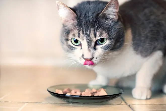 comida para gatos Consejos para la alimentación saludable felina
