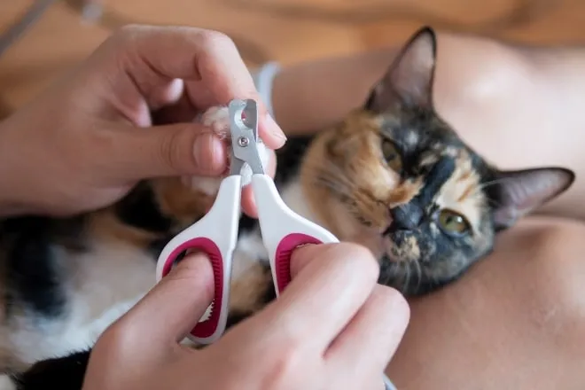 corte de unias Corte de uñas para el cuidado felino