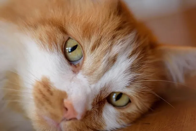 ojos gato Limpieza adecuada para gatos domésticos