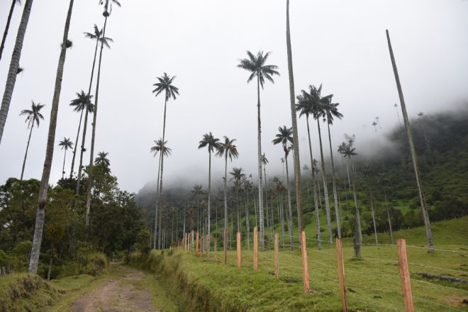 Árbol Nacional del Colombia