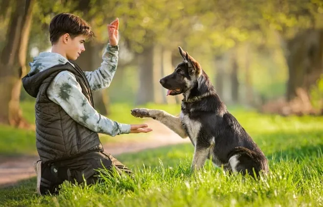 educacion canina Consejos para una convivencia armoniosa con mascotas peludas