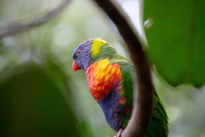 Conservacion y Sostenibilidad Ecosistema vibrante y biodiversidad del Amazonas en equilibrio