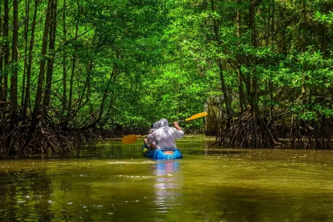 Ecosistemas Acuaticos en el Amazonas Ecosistemas acuáticos vibrantes en la región amazónica