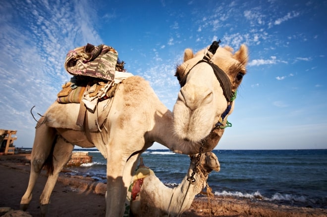 recorrer el desierto y las playas de Los Cabos Safari en camello para disfrutar en familia en Los Cabos