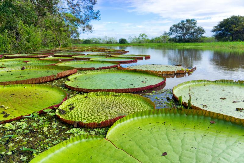 Amazonas, el Pulmón del Mundo