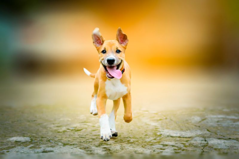 Cuidados esenciales para la salud y bienestar canino