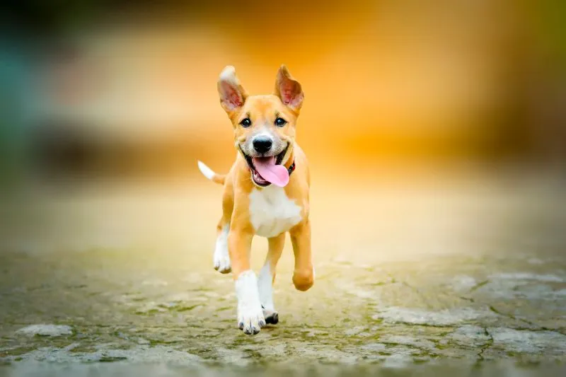 Ejercicio y Mentalidad Cuidados esenciales para la salud y bienestar canino