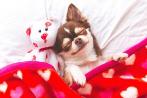 Guía Completa de Cuidados Para Perros