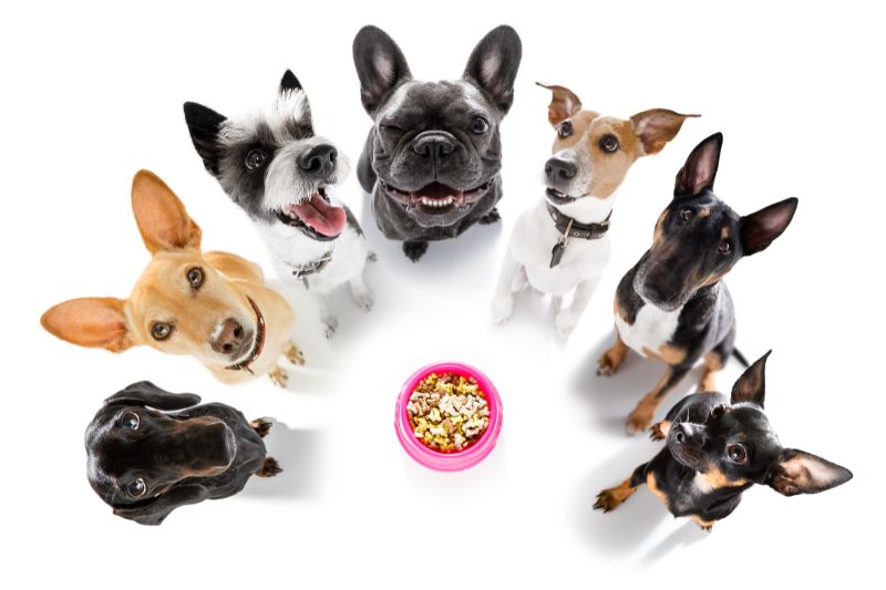 Cuidados esenciales para la salud y bienestar canino