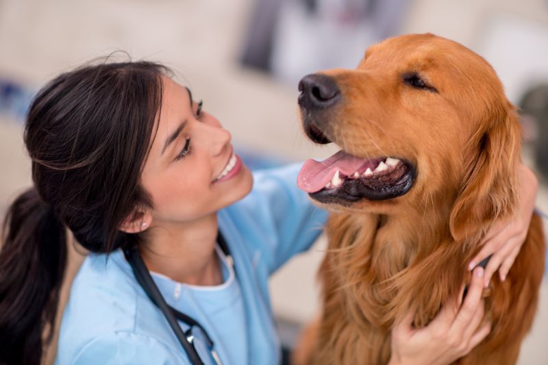 Cuidados esenciales para mantener la salud veterinaria canina